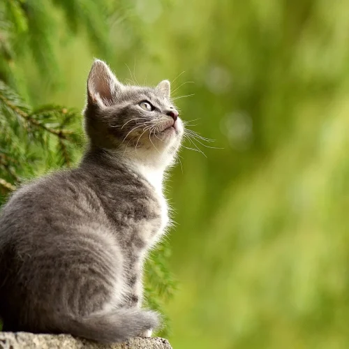 urduling Podcast A cat with green background